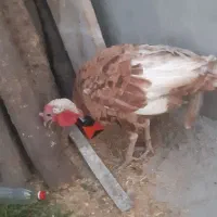 یک عدد بوقلمون