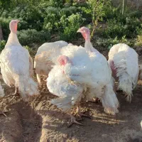 گوشت بوقلمون زیر قیمت
