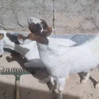 بز پاکستانی