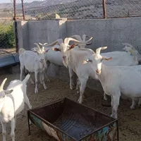 فروش بره نر افشار همو و بز سانن|حیوانات مزرعه|جهرم, |دیوار