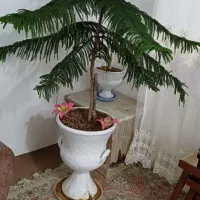 گل کاج مطلق همراه گلدون