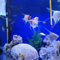 ماهی اکواریوم