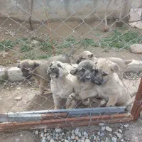 توله سگ سرابی