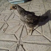 مرغ وجوجه
