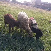 سه راس گوسفند پروری