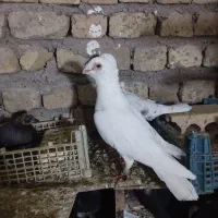 کفتر بازی