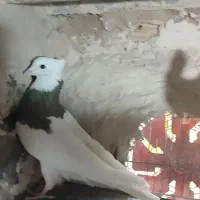 ماده طوقی سرکه ای دایناسور غول کشیده کله گنده