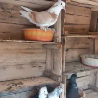 پرنده|پرنده|نقده, |دیوار