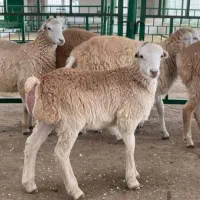 زنده فروشی کریمی گوسفند خروس