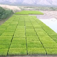 سینی نشا برنج