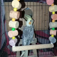 عروس هلندی