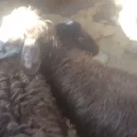 بره ماده افشاری