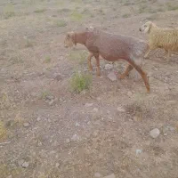 گوسفند|حیوانات مزرعه|قائن, |دیوار