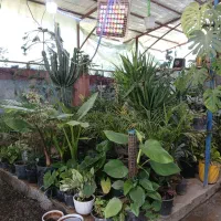 گل آپارتمانی و فصلی