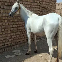 مادیون سواری دار