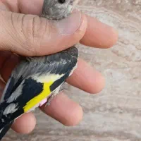 جوجه سهره
