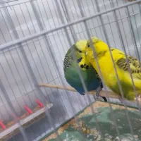 یک جفت مرغ عشق انگلیسی و یک جفت همستربه همراه توله