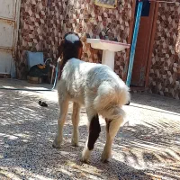 1عدد بره نر شرط صحیح وسالم لب الجنی درجه یک