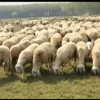چوپان هر کجا باشد