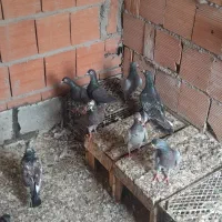 کبوتر