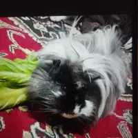 خوکچه هندی|موش و خرگوش|اقبالیه, |دیوار