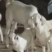 نر بز