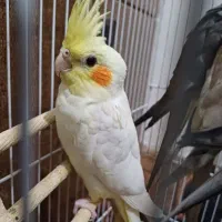 جوجه عروس هلندی دوتا سه ماهه