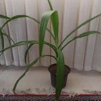 گل سوسن سه ساله