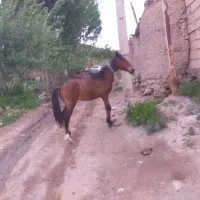 کره|اسب و تجهیزات اسب‌سواری|تبریز, |دیوار