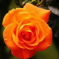 گروه طبیعت گردشگری ارین