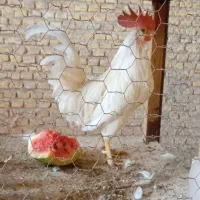 خروس گلین