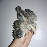 جوجه محلی 15 روزه