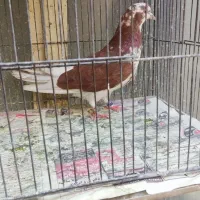 جوجه کبوتر بام طالب اباد