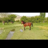 فروش اسب نریون زیبا