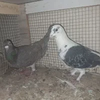 کفتر