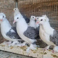 کبوتر جکسون آبی