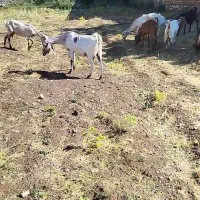 سلام بز شیری وابستن