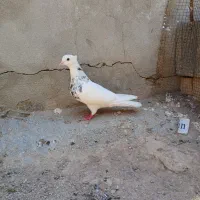 کبوتر طوقی