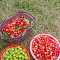البالو  پیوندی مخصوص کمپوت