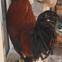 فروش مرغ وخروس محلی سلطان  سالم