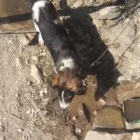 سگ برا فروش