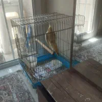فروش عروس هلندی با قفس