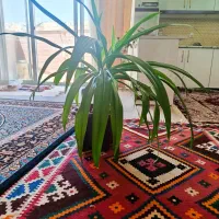 گل زیبا