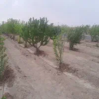 باغچه|فروش زمین و ملک کلنگی|هشتگرد, شهرک سهیلیه|دیوار