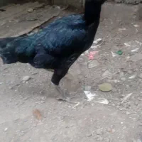 مرغ لاری مشکی تخم گذار جوان سرحال