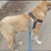 واگذاری سگ پژدر خط خونیه قوی