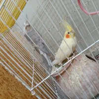 عروس هلندی