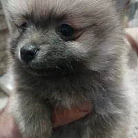 پامرین خرسی خالص