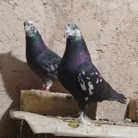 کفتر کله ماستی