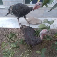 بوقلمون